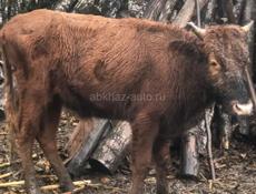 Продам бычка🐂