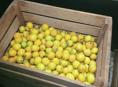 Продам  5 -- ящик  лимона за 1000. р.приходите и заберите 