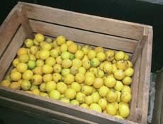 Продам  5 -- ящик  лимона за 1000. р.приходите и заберите 