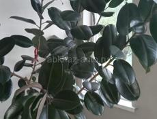 Отдам фикус в заботливые руки