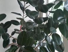 Отдам фикус в заботливые руки