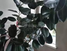 Отдам фикус в заботливые руки