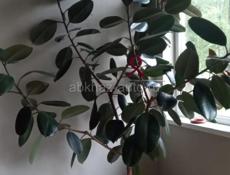 Отдам фикус в заботливые руки