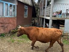 Хорошая корова