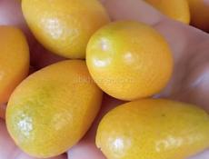 Продаю кинкан