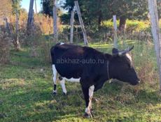 Продам корову срочно 45тыс