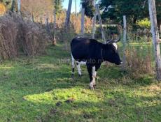 Продам корову срочно 45тыс