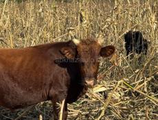 Продаю быков