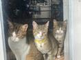 Кошки 