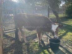 Продается телочка