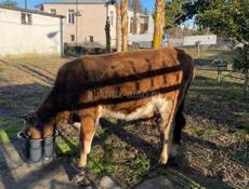 Продается телочка