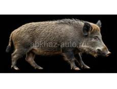 Дикие кабаны 