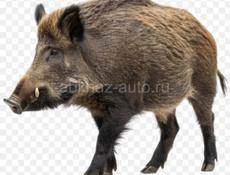 Дикие кабаны 