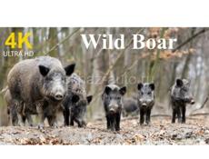 Дикие кабаны 