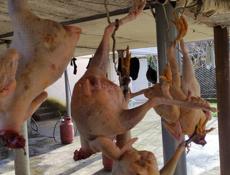 Продаю чищеные домашние куры