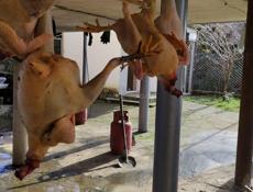 Продаю чищеные домашние куры