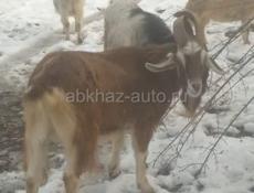 Продаётся козел 3х годичный, 35+кг