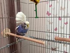 Волнистый попугай