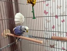 Волнистый попугай