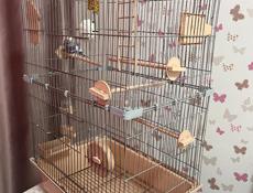 Волнистый попугай