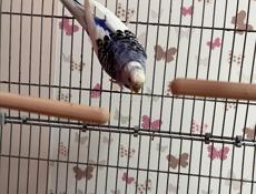 Волнистый попугай