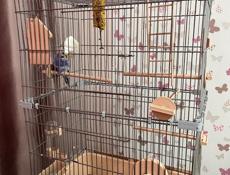 Волнистый попугай