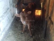 Продаётся телёнок 