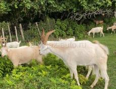 Продаются козы 