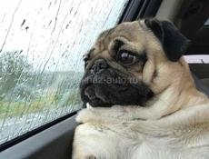 Куплю клавиатуру 60-65% и мышь 