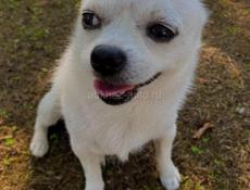 Пропала собака 