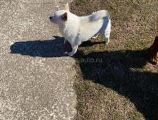 Пропала собака