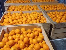 Продаю мандарины мелки цена 50 без торга