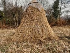 Сноп сена