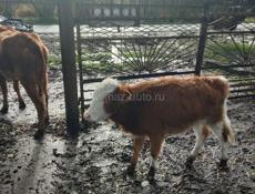 Продам телку 9 месяцев