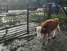 Продам телку 9 месяцев