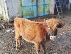 Продам бычка 9 месяцев