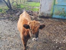 Продам бычка 9 месяцев