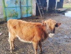 Продам бычка 9 месяцев