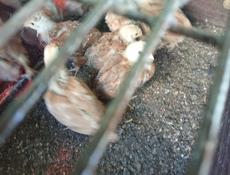 Продаются цыплята