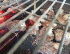 Продаются цыплята