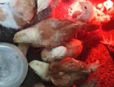 Продаются цыплята