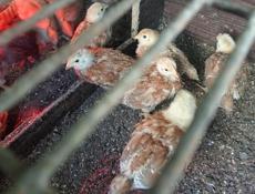 Продаются цыплята