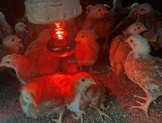 Продаются цыплята