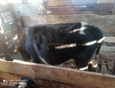 Продаю корову