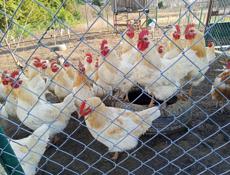 Молодые петухи 🐔