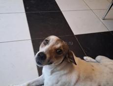 Отдам в добрые руки