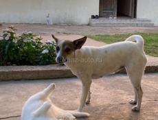 Отдам в добрые руки