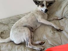 Отдам в добрые руки