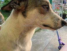 Отдам в добрые руки