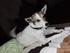 Отдам в добрые руки